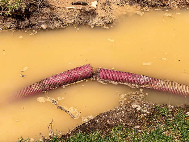 Best Water damage cleanup near me  in Las Lomas, CA